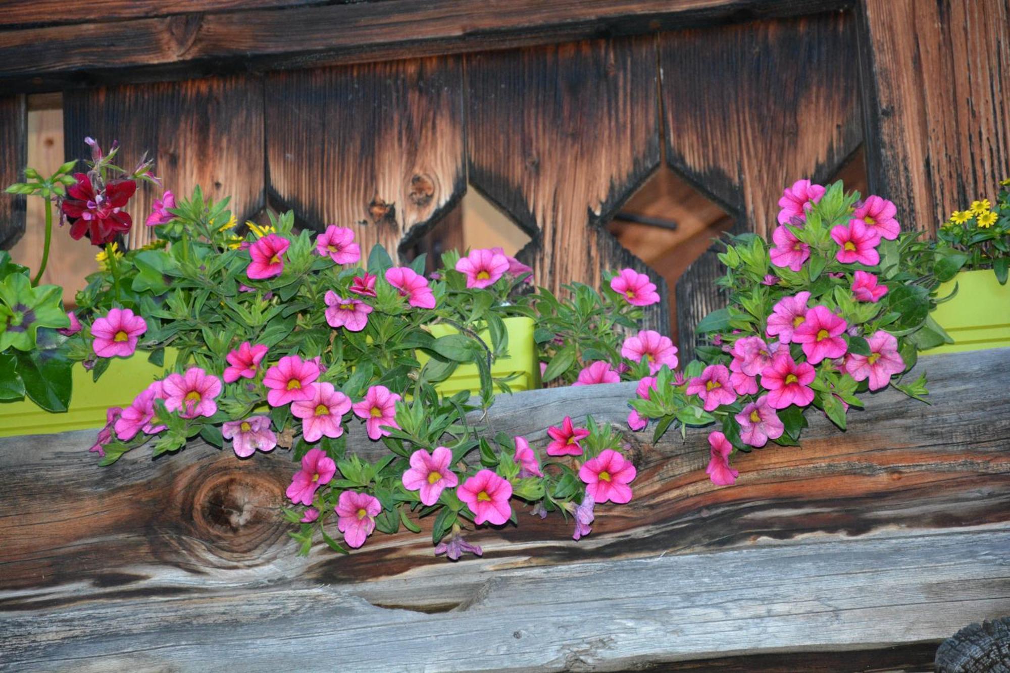 B&B,Bergheimat Oase Irschen Dış mekan fotoğraf