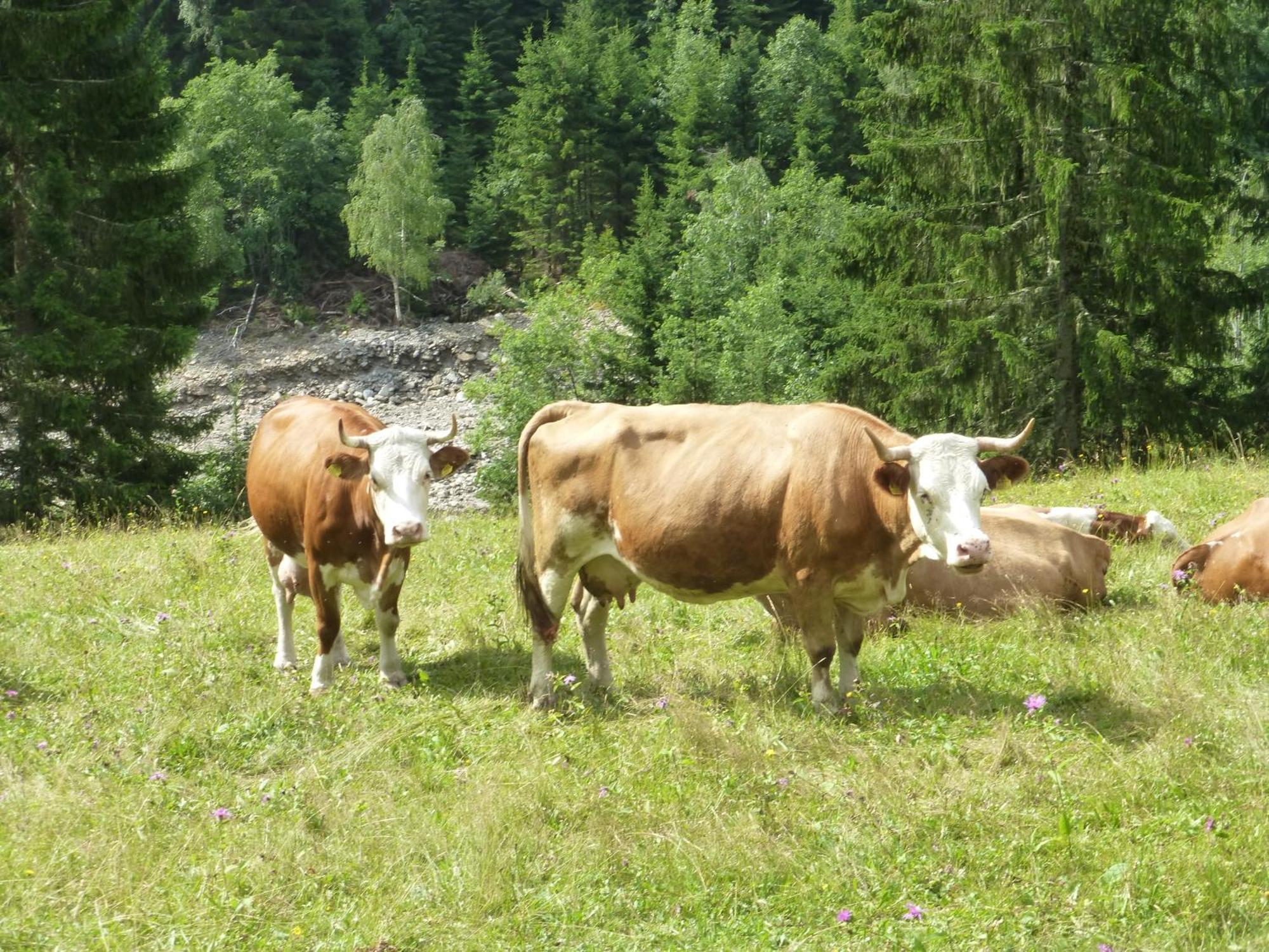 B&B,Bergheimat Oase Irschen Dış mekan fotoğraf