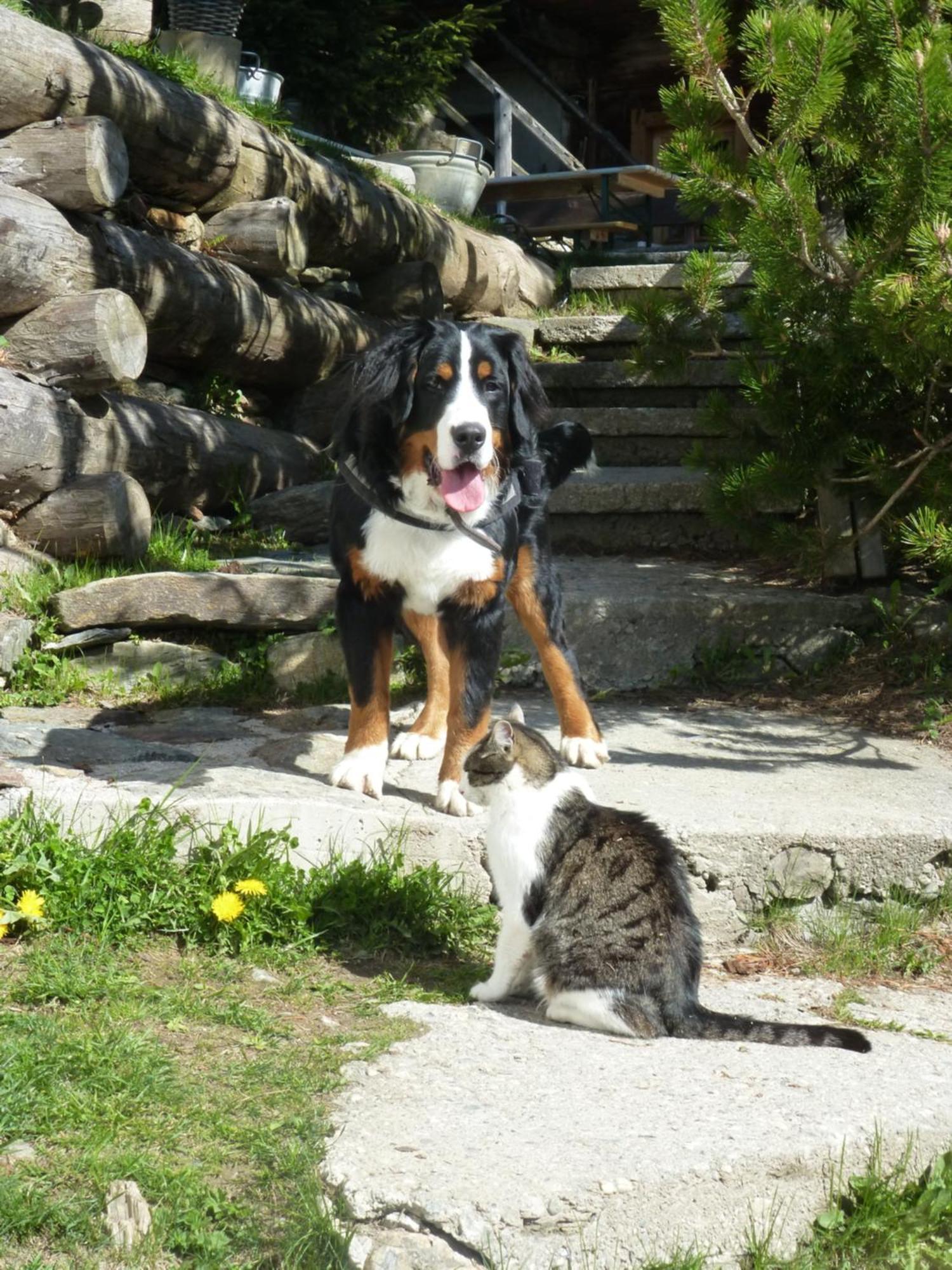 B&B,Bergheimat Oase Irschen Dış mekan fotoğraf
